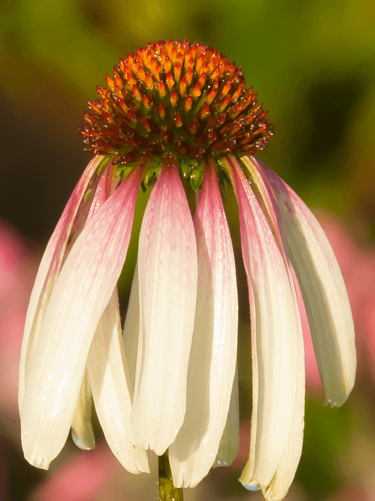 Echinacea Pretty Parasols